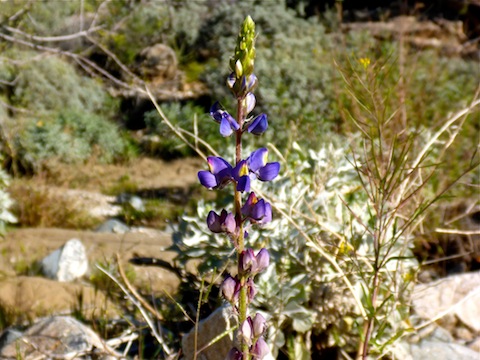 The only lupine I saw.