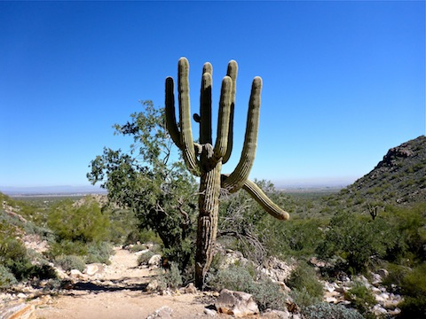 Another odd saguaro; Phoenix smog in the background.