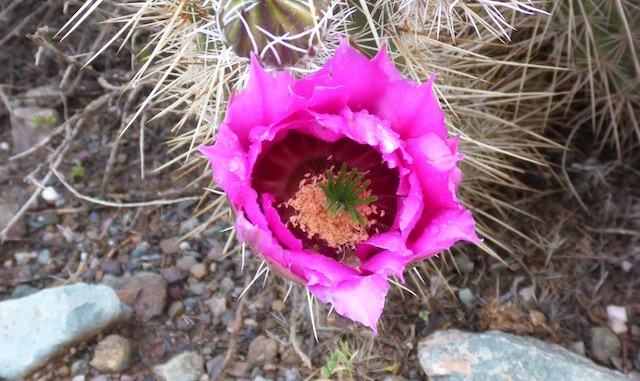 Detailed hedgehog cactus flower.