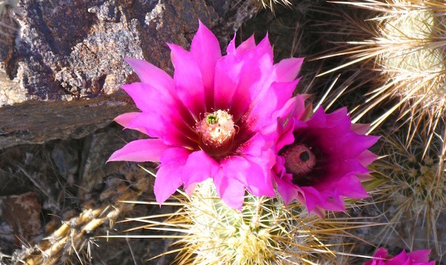 Hedgehog Cactus flower.