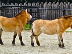 Przewalski's Horse ... male in back kept getting kicked by the female in front. We left before my grandaughter witnessed anything unexplainable to a 3-year old.