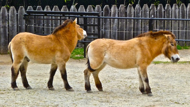 Przewalski's Horse ... male in back kept getting kicked by the female in front. We left before my grandaughter witnessed anything unexplainable to a 3-year old.