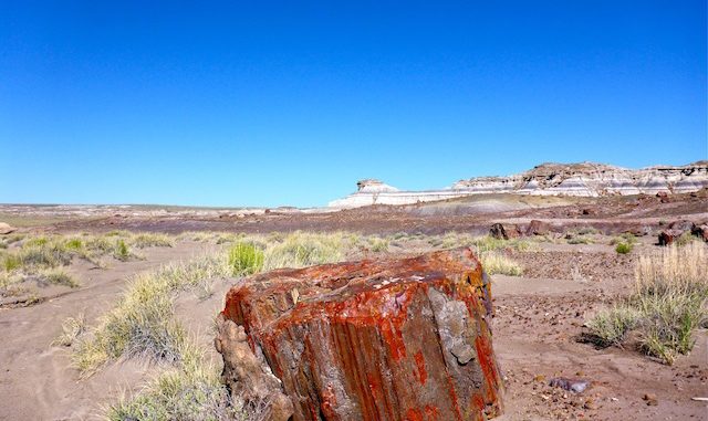 One of uncountable large specimens of petrified wood. Looking towards First Forest Point.