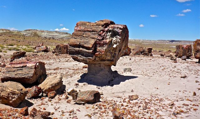 I saw several "musroom rocks" in this small grove of petrified wood a quarter mile north of the OP.