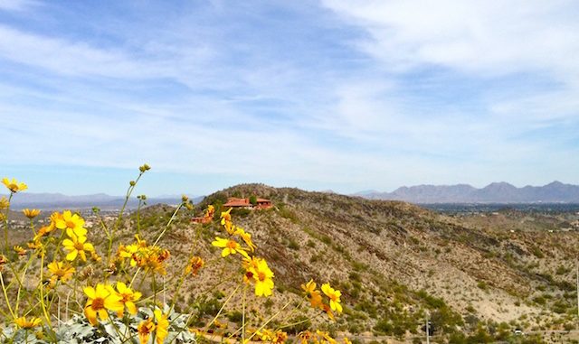 Brittlebush on North Mountain. Looking across 7th St., towards the Pointe Tapatio resort.