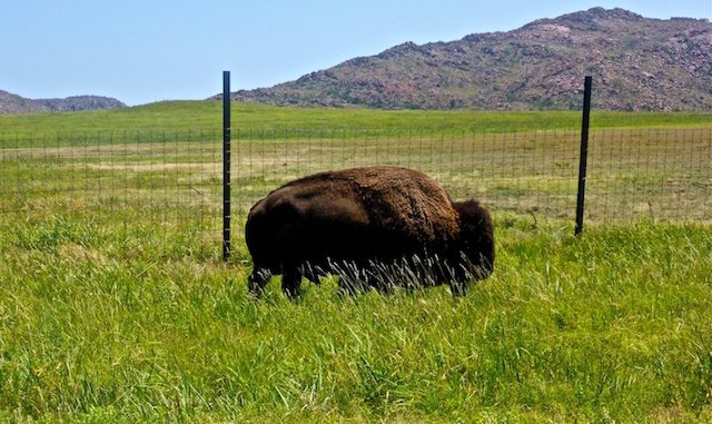 Buffalo near Mount Marcy. The Wichita Mountains Wildlife Refuge has herds of buffalo but, unlike 2008, we saw only this one.