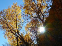 If I hadn't looked back, I wouldn't gave caught this sun burst illuminating very late fall color in Oak Creek Canyon.