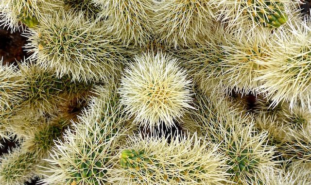 Closeup of a Teddy Bear Cholla. No, I did not zoom in.