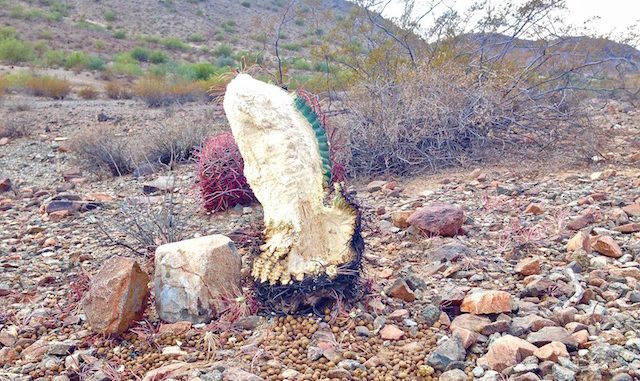 Javelina scat and barrel cactus damage.