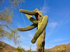 My favorite saguaro pic of the day.