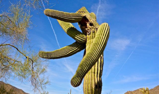 My favorite saguaro pic of the day.