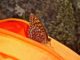 This butterfly really liked my pack. I kept trying to shoo him off, and he wouldn't leave. Maybe he thought the orange was dinner?