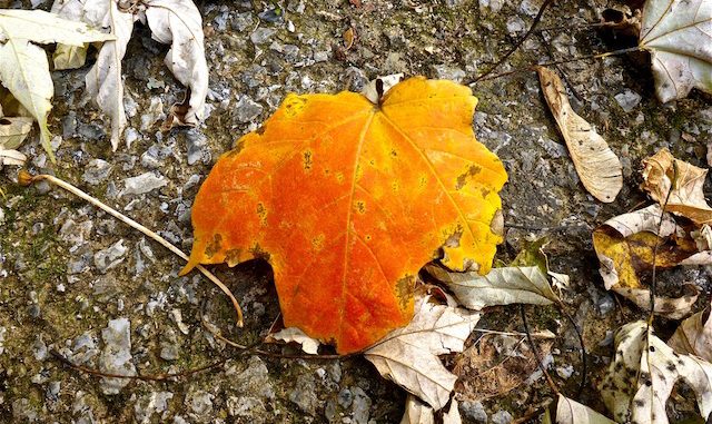 This lone leaf was the best fall color I found.