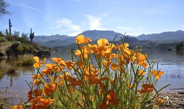 My favorite photo of the day: Mexican Gold Poppy with Bartlett Lake in back.