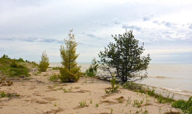 Pine standing sentry on the shore of Lake Michigan.