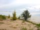 Pine standing sentry on the shore of Lake Michigan.