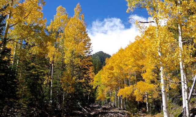 Fall color in the Inner Basin.