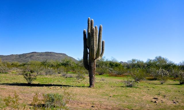 Saguaro are rare along the Biscuit Flat segment of the Black Canyon Trail.