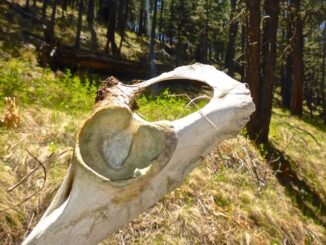 Elk socket joint. Elk is by far the most common critter bone I find on the Mogollon Rim.