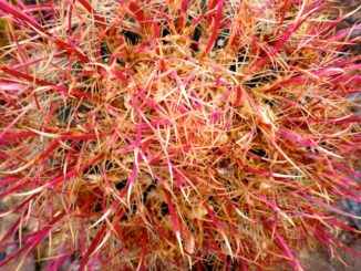 Barrel cactus needles were the only color in Skyline Regional Park.