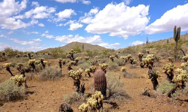 The most interesting part of the Ocotillo-Sidewinder-Apache Vista loop was the incredible variety of cholla species.