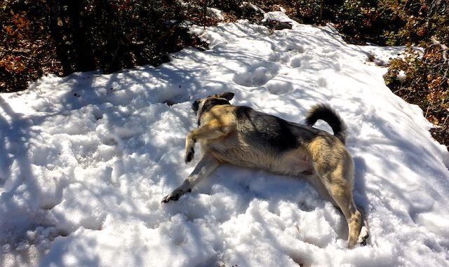 Paul's pooch Lily, making snow angels at the Upper Saddle.