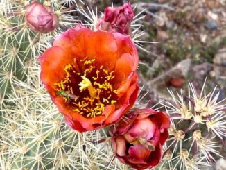 Cholla in the Phoenix Mountains Preserve.