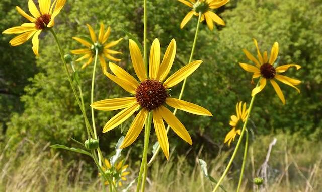 Common sunflower in Sandy's Canyon.