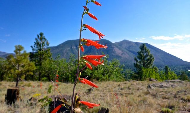 This skyrocket was too perfectly positioned not to set up Mount Elden as the background for the photo.