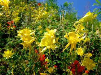 I haven't seen so many yellow columbine since I hiked Cunningham Loop Trail #316 on Mount Graham!