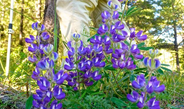 Silvery lupine (Lupinus argenteus) were common on the east and west slope of Mahan Mountain.