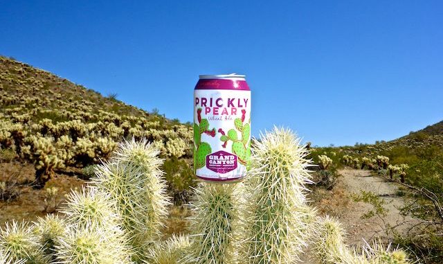 I'm not sure if it is a measure of cactus needle sharpness, or how thin cans are now, but when I tried to balance my hiking beer on this cholla, it fell off and punctured, forcing me to chug it.
