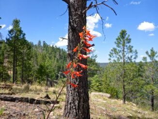 I photographed 12 species of high country flowers on Larson Ridge, including this scarlet penstemon.