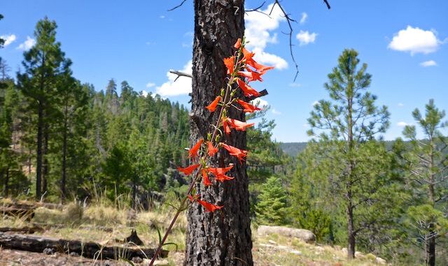 I photographed 12 species of high country flowers on Larson Ridge, including this scarlet penstemon.