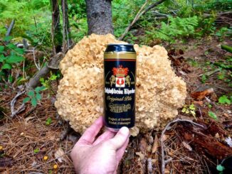 I thought was a variety of orange jelly, but it is actually a cauliflower mushroom (Sparassis crispa). Cauliflower mushroom are apparently quite tasty, but I did not eat that massive unit with my hiking beer.