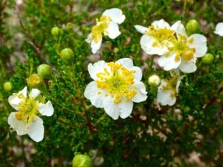 My first decent photo of a Stansbury's cliffrose.