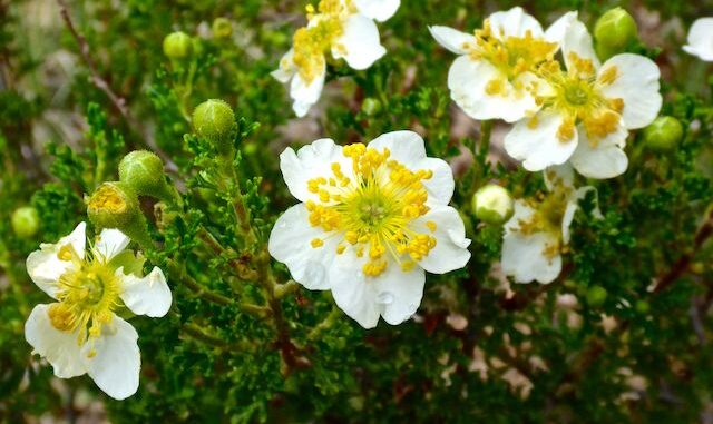My first decent photo of a Stansbury's cliffrose.