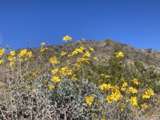 Brittlebush in front of Alta Ridge. The only other desert flowers I saw were creasote and desert marigold.