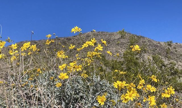 Brittlebush in front of Alta Ridge. The only other desert flowers I saw were creasote and desert marigold.
