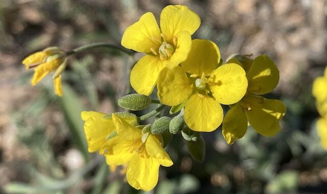 There were large swathes of moapa bladderpod (Physaria tenella) along Bajada Trail.