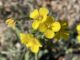 There were large swathes of moapa bladderpod (Physaria tenella) along Bajada Trail.