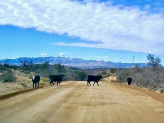 Cattle crossing Klondyke Road at Crazy Horse Wash. Also beware roadrunners and wild turkey, amongst other critters. Snow-capped Galiuro Mountains in the distance.