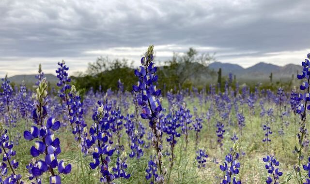 Coulter's lupine were dominant on the east side of Hill 2308. (Also tons of them on I-8 and along AZ-84.)