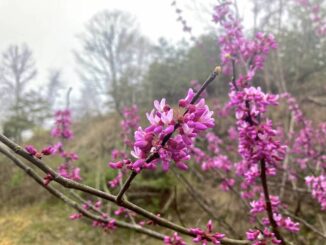 Eastern redbud (Cercis canadensis) were all along the C&O Canal in the Paw Paw Quad, between Bonds Landing and Oldtown. Mostly on the landward side of the canal though, so usually hard to access for a photograph.