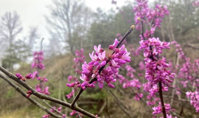 Eastern redbud (Cercis canadensis) were all along the C&O Canal in the Paw Paw Quad, between Bonds Landing and Oldtown. Mostly on the landward side of the canal though, so usually hard to access for a photograph.