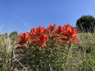 Not very many paintbrush on this hike, but they were the most beautiful paintbrush I've ever seen: Dense, deeply red, clusters. More high country flowers.