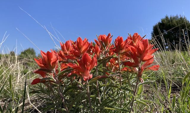 Not very many paintbrush on this hike, but they were the most beautiful paintbrush I've ever seen: Dense, deeply red, clusters. More high country flowers.