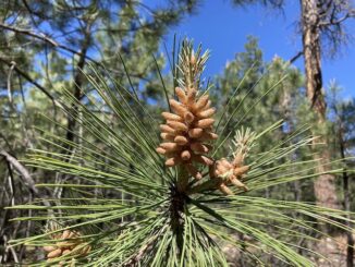 Immature ponderosa pine cone.