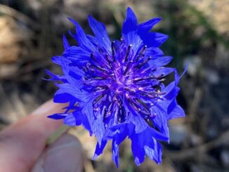 Bachelor's Button (Centaurea cyanus). Not sure how I figured this out, as it was only 1% likely on Wildflowersearch.org for elevation, color, size, etc. But it exactly matches the closeup on wikipedia. What a find!