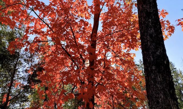 Fall color along Geronimo Trail #240.